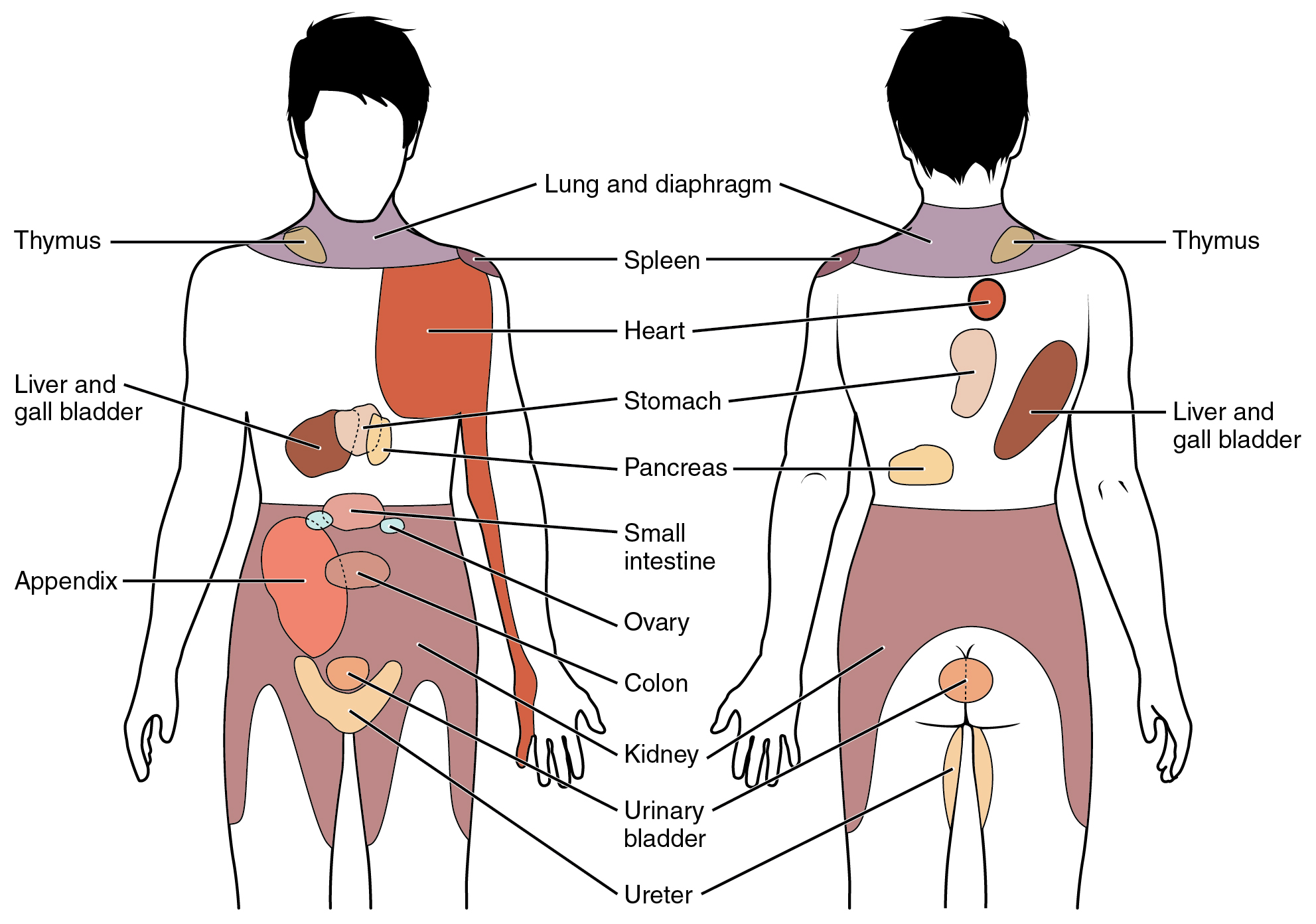 The receptors of special senses | CHAPTER 10 | Anatomy and Physiology