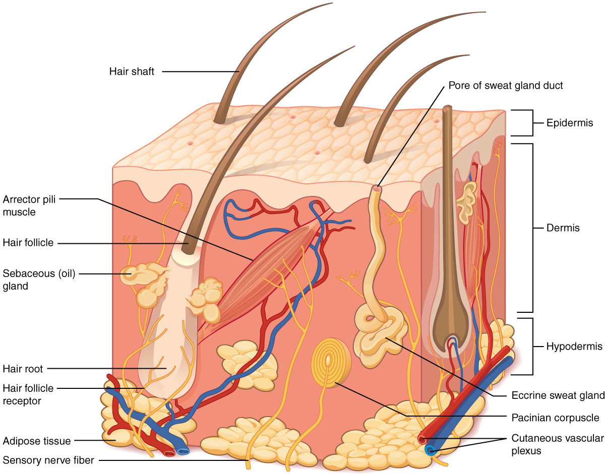 Organ system | CHAPTER 1 | Anatomy and physiology