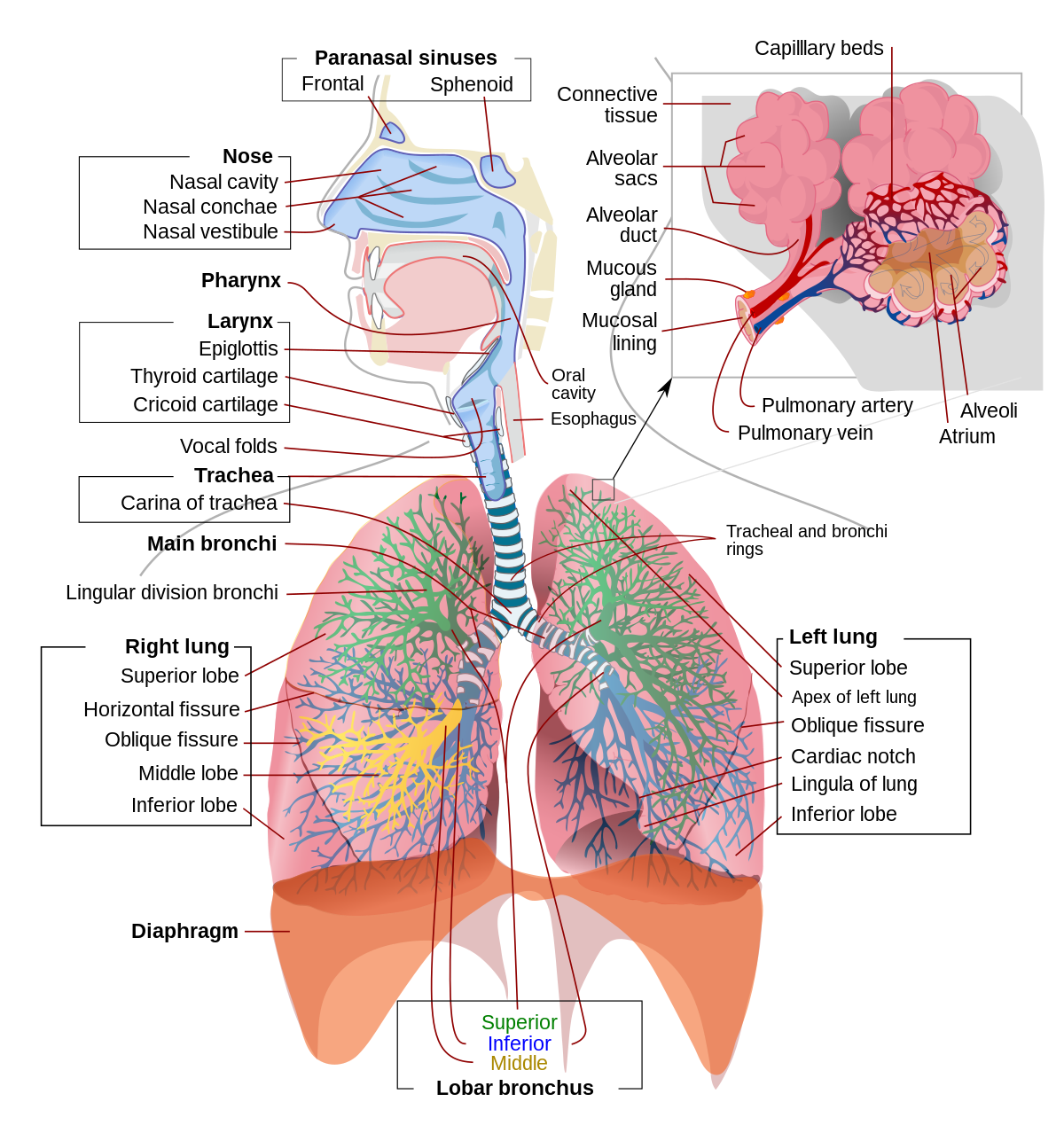 Organ system | CHAPTER 1 | Anatomy and physiology