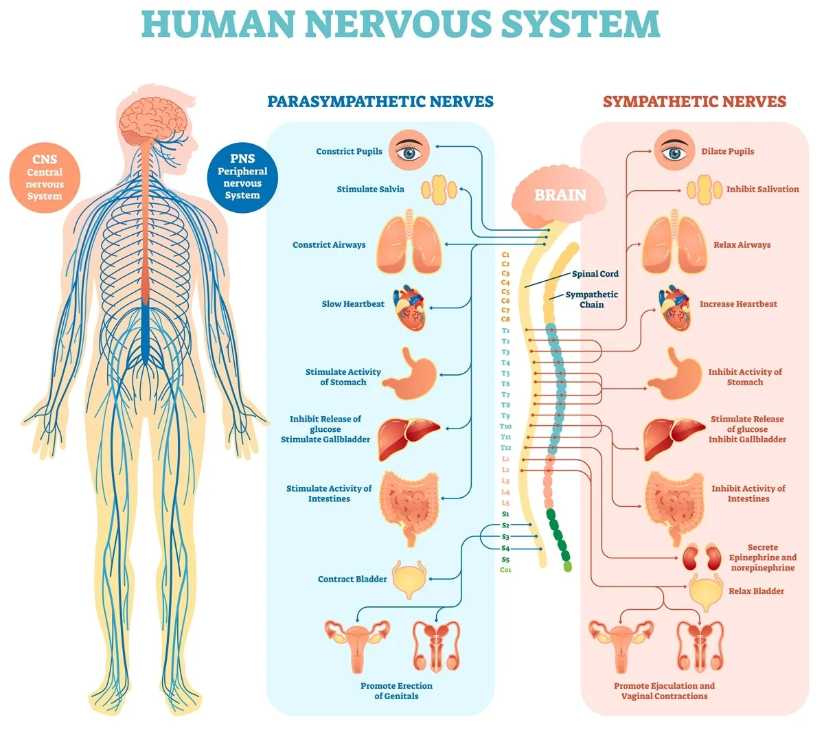 Organ system | CHAPTER 1 | Anatomy and physiology