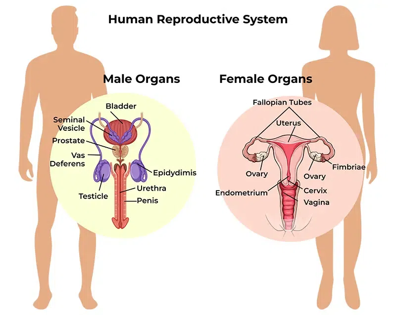 Organ system | CHAPTER 1 | Anatomy and physiology