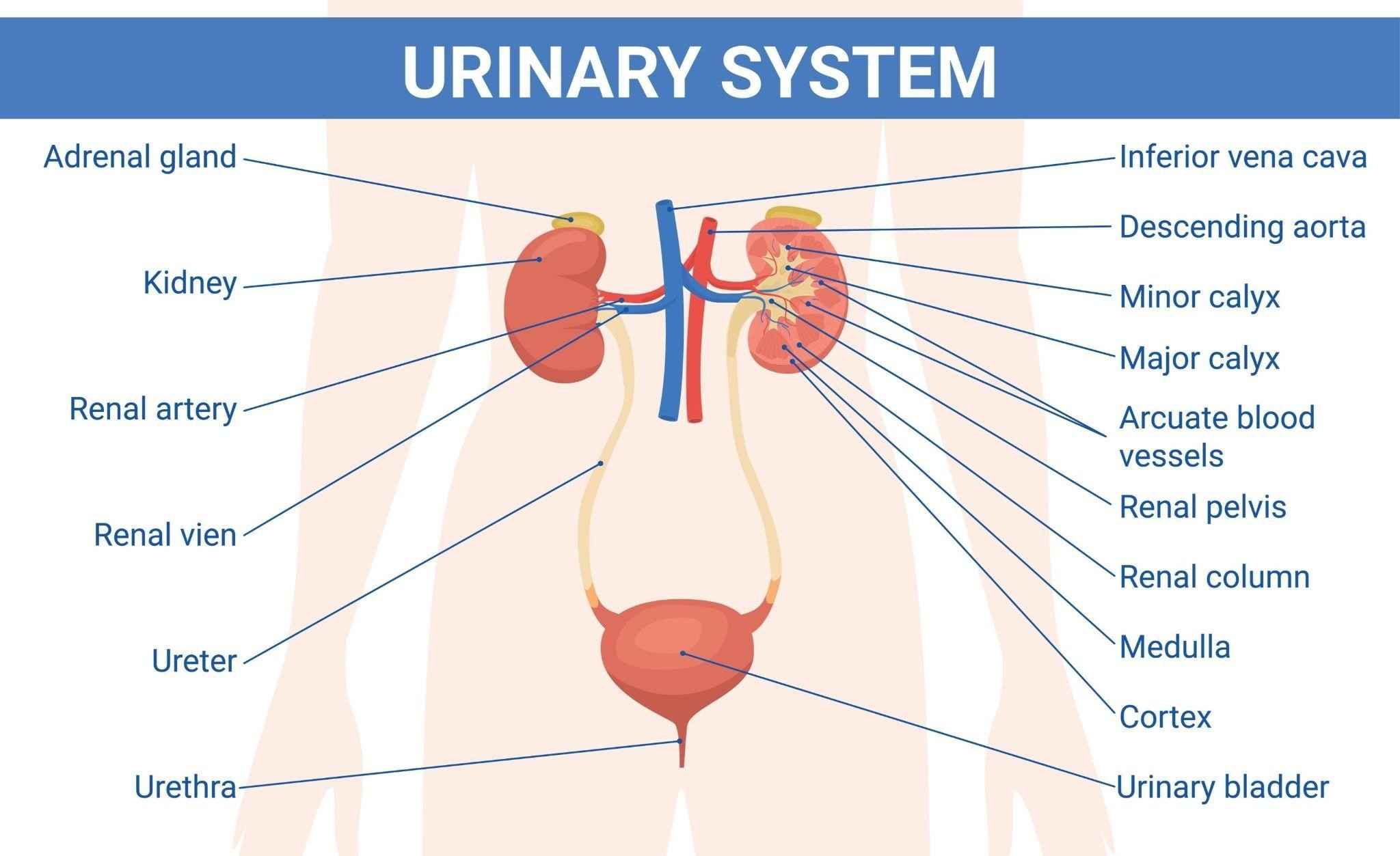 Organ system | CHAPTER 1 | Anatomy and physiology