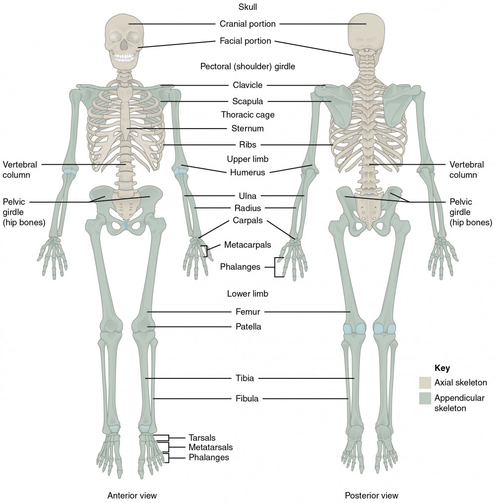 Organ system | CHAPTER 1 | Anatomy and physiology
