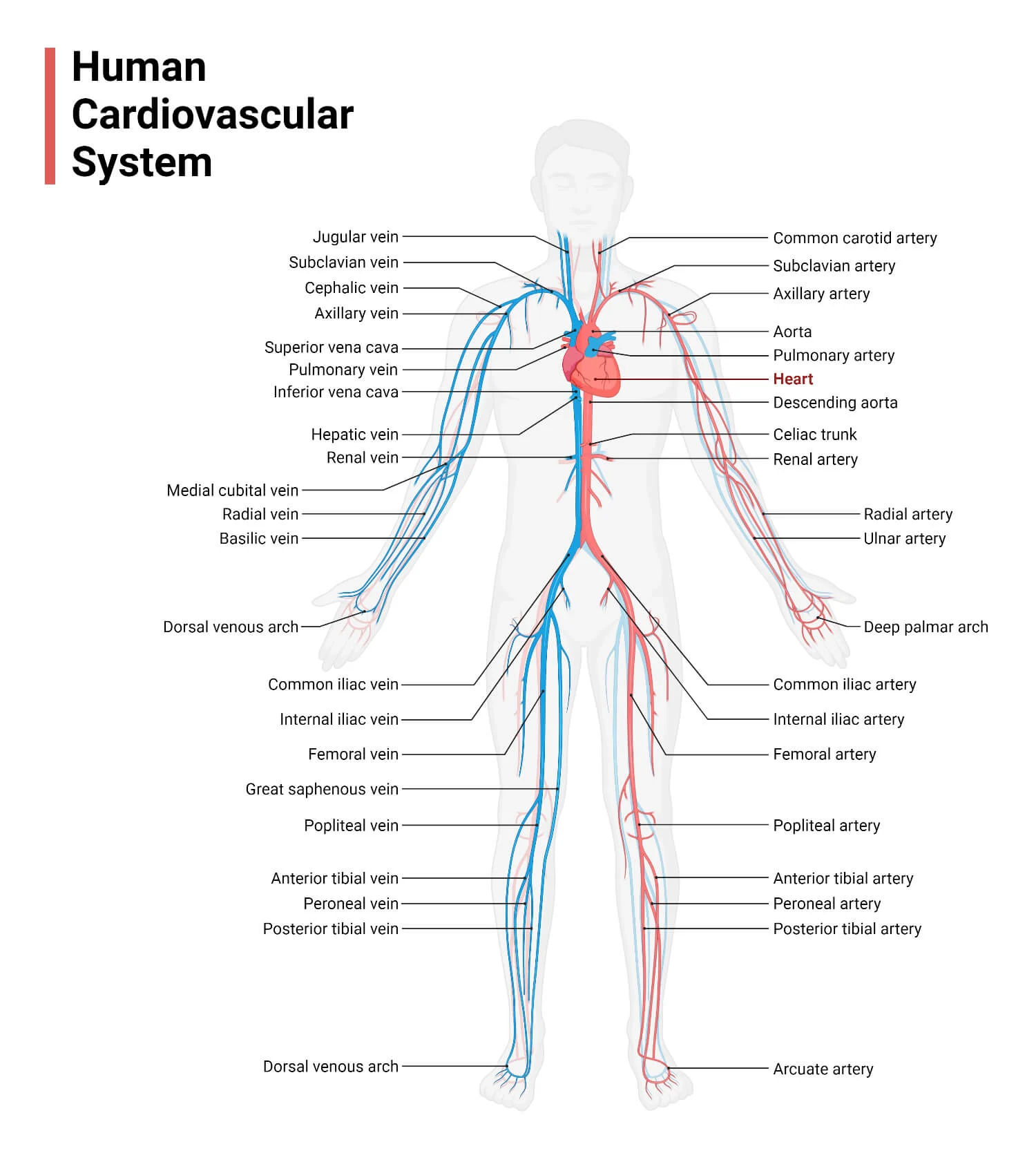 Organ system | CHAPTER 1 | Anatomy and physiology