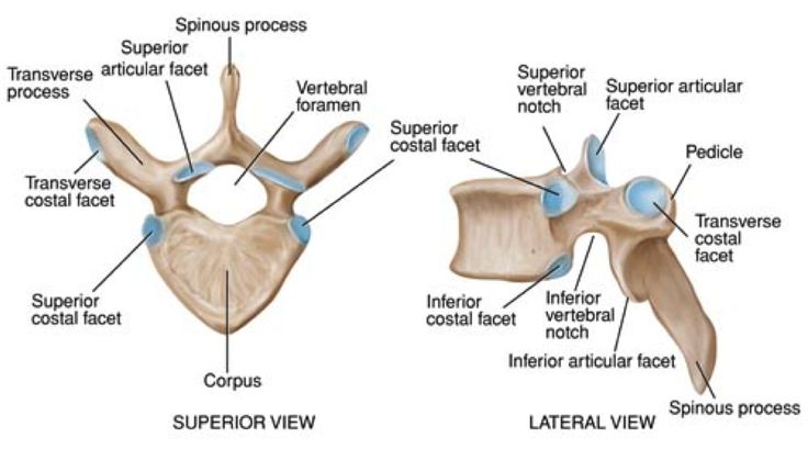 Vertebral column | CHAPTER 2 | Anatomy and Physiology