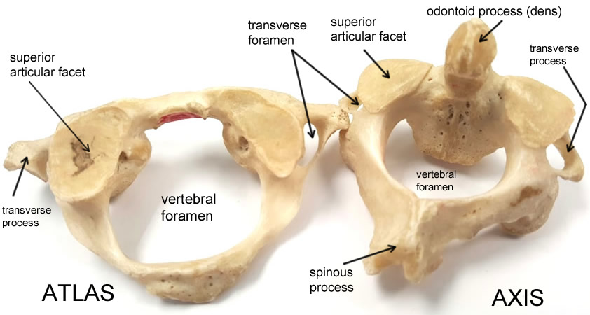 Vertebral column | CHAPTER 2 | Anatomy and Physiology