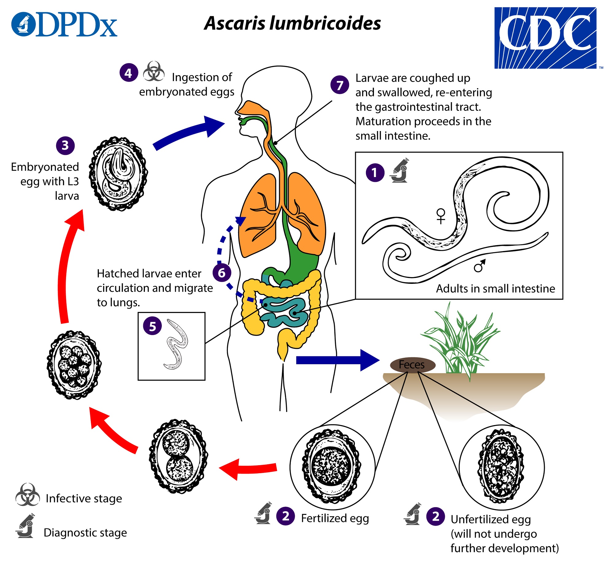 Worm infestation | CHAPTER 6 | Pediatric Nursing