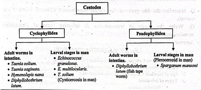 Worm infestation | CHAPTER 6 | Pediatric Nursing