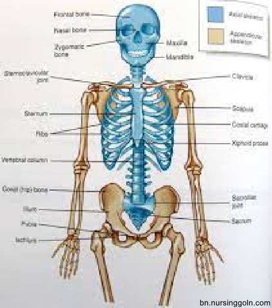 কংকাল / অস্থি তন্ত্র (Skeletal system)
