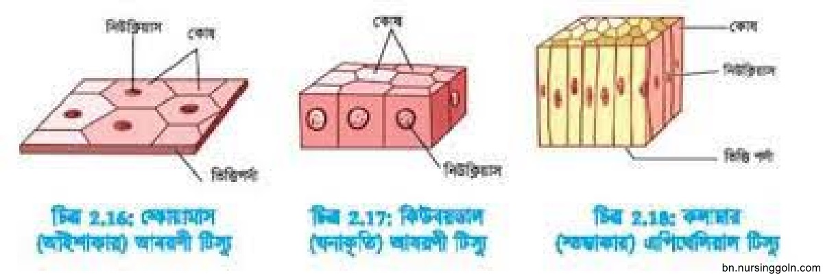 প্রাণিটিস্যুর প্রকারভেদ