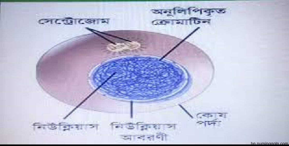 দেহের মৌলিক গঠন