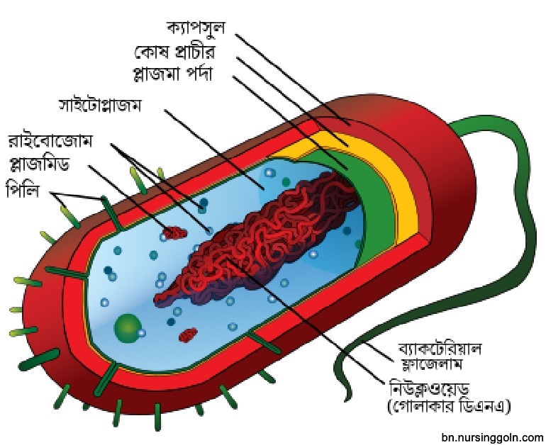 দেহের মৌলিক গঠন