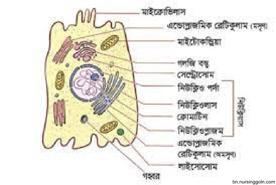 দেহের মৌলিক গঠন
