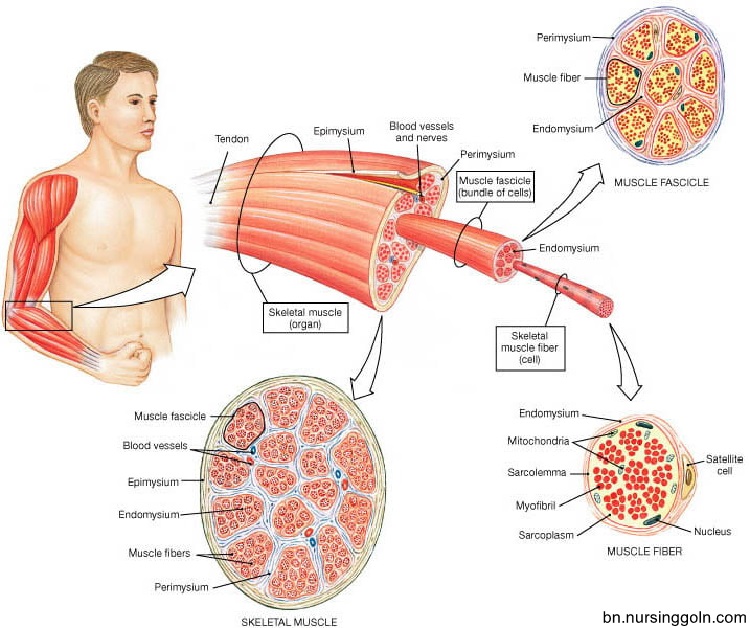 পেশি টিস্যু (Muscular Tissue)
