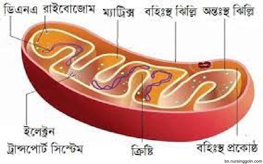 দেহের মৌলিক গঠন