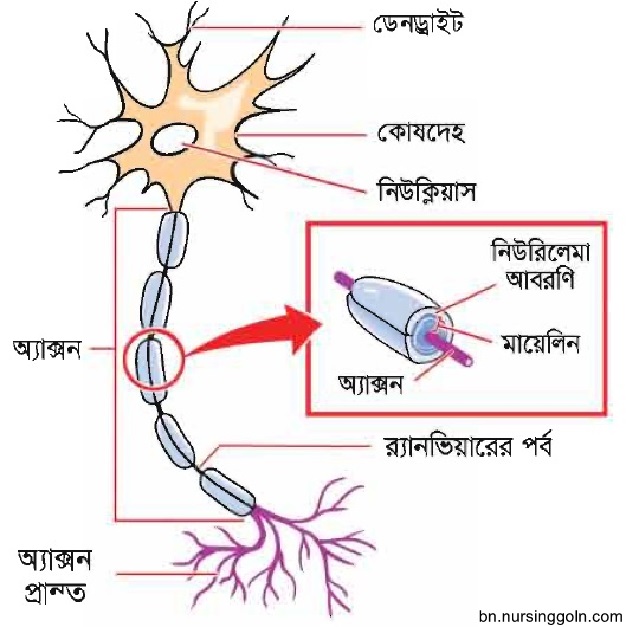 স্নায়ু টিস্যু (Nerve tissue)