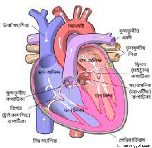 হৃদপিন্ডের মাধ্যমে রক্তসংবহন