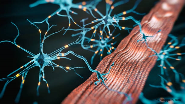 The Peripheral Nervous System