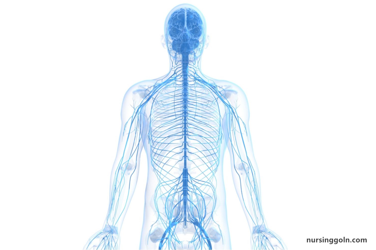 The Peripheral Nervous System