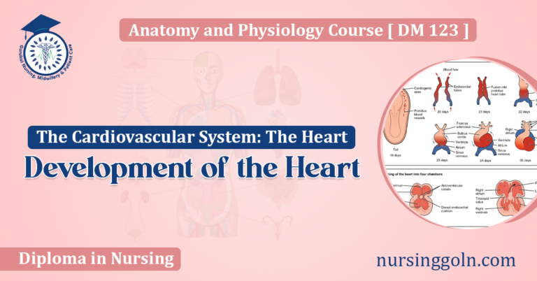 Development of the Heart