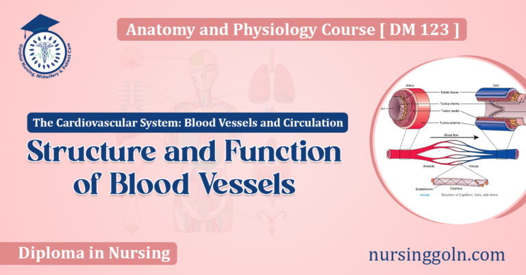 Structure and Function of Blood Vessels
