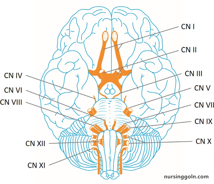 The Mental Status Exam: The Neurological Exam
