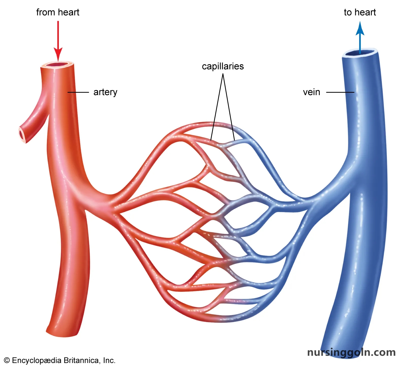 Organs and Structures of the Respiratory System: The Respiratory System