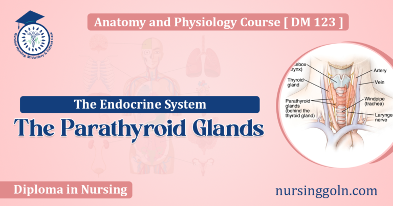 The Parathyroid Glands