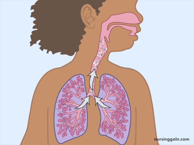 Transport of Gases: The Respiratory System