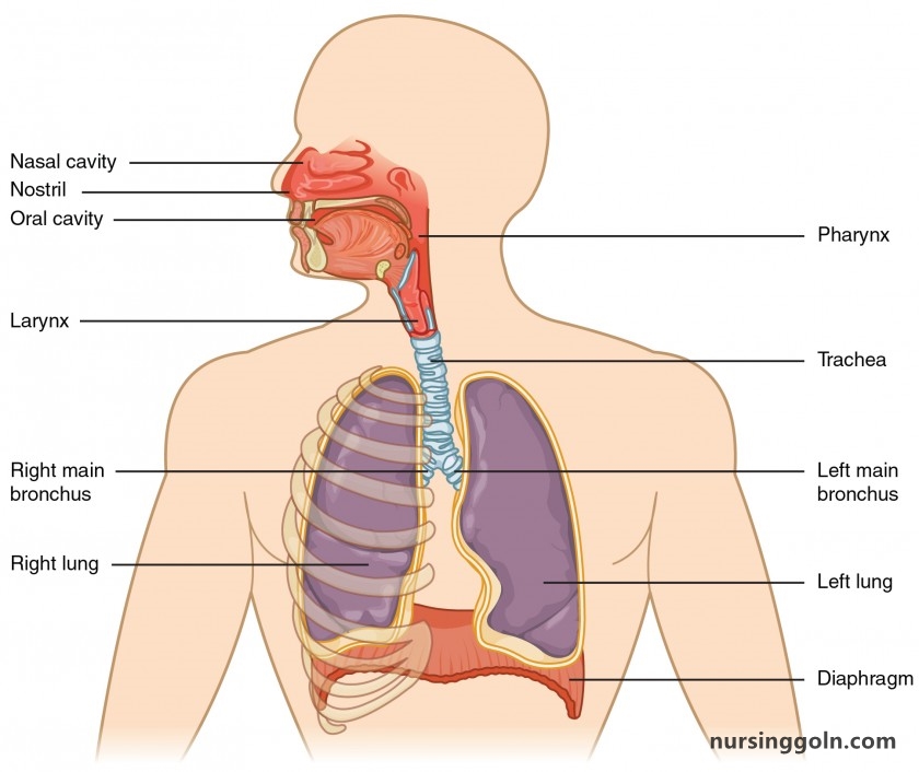 Transport of Gases: The Respiratory System