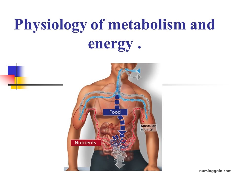 Protein Metabolism: Metabolism and Nutrition