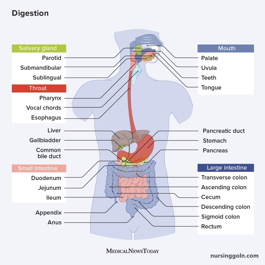 The Stomach: The Digestive System