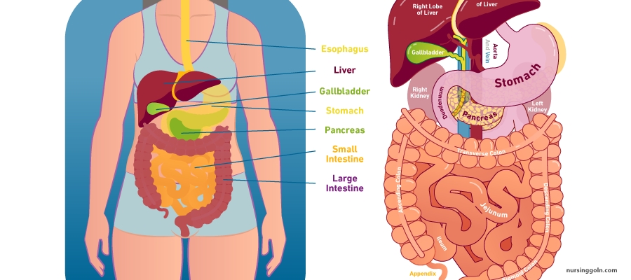 The Stomach: The Digestive System