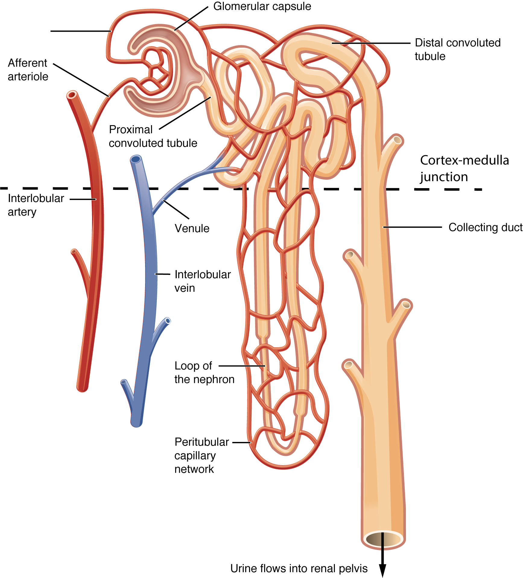 tubular reabsorption