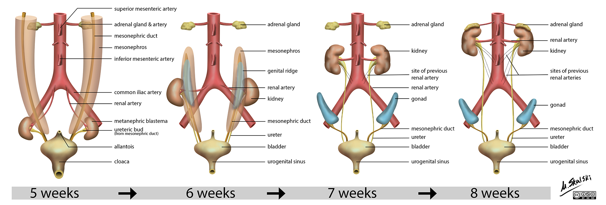 gross anatomy of the kidney
