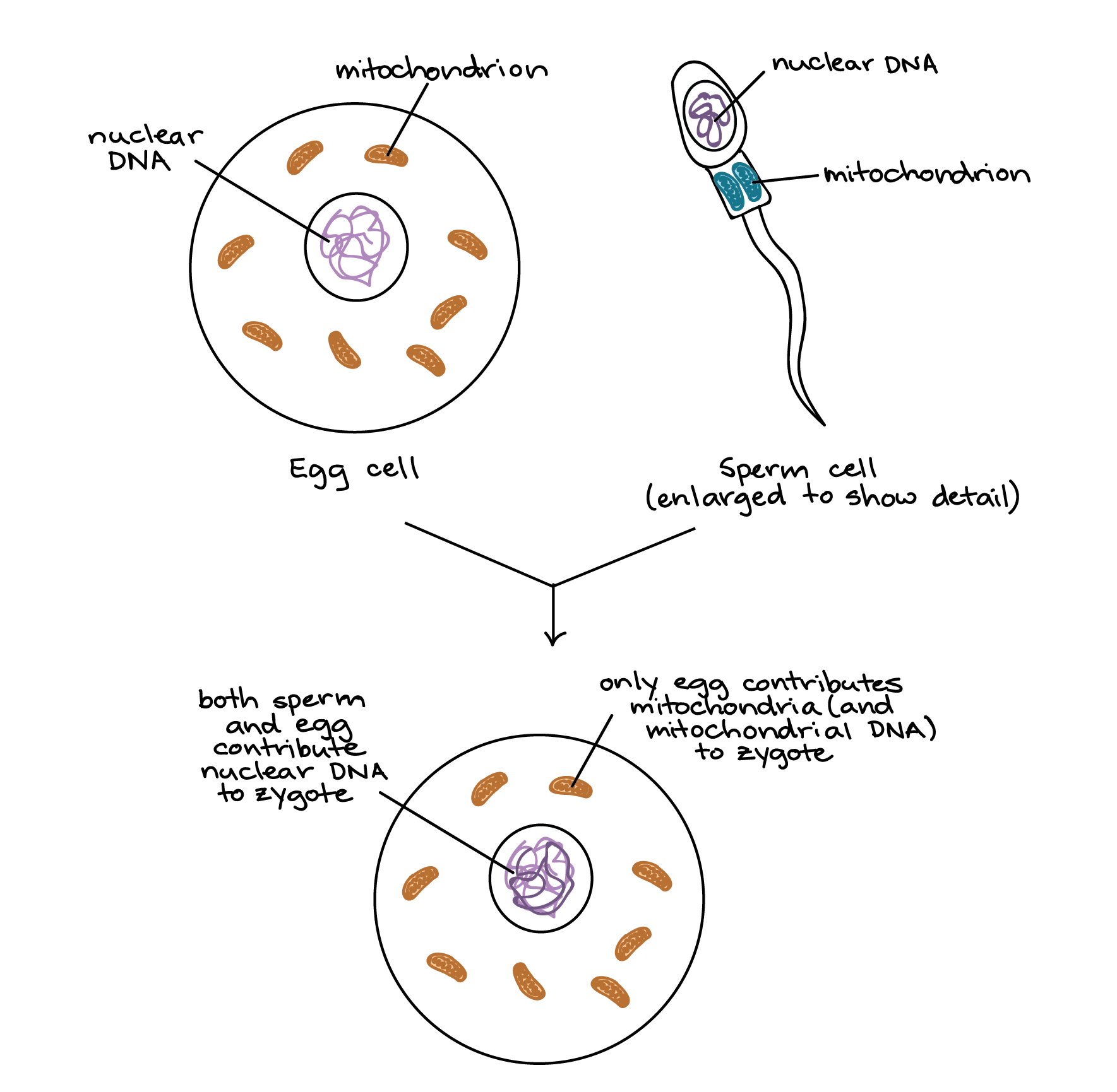 all about fertilization