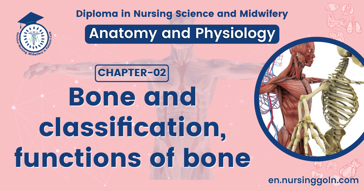 Bone and classification, functions of bone | CHAPTER 2 | Anatomy and Physiology