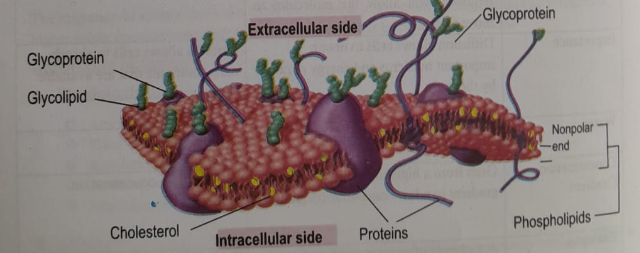 Cell membrane | CHAPTER 1 | Anatomy and physiology