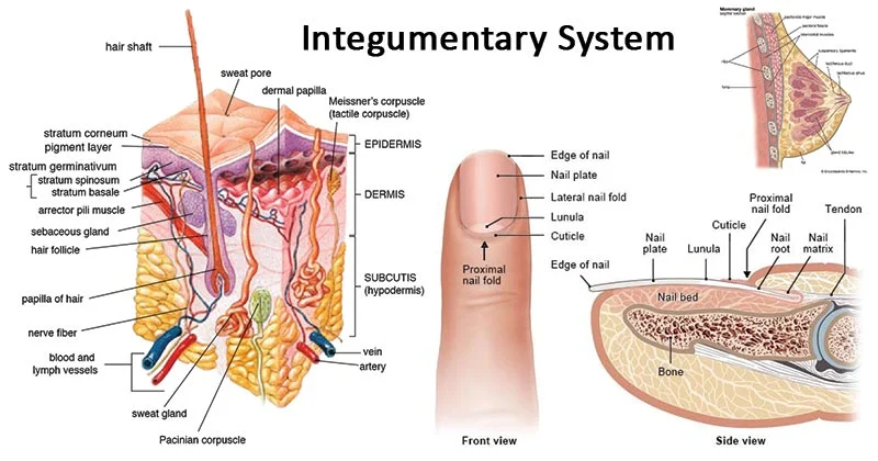 Definition of integumentary system and it's functions | CHAPTER 11 | Anatomy and Physiology