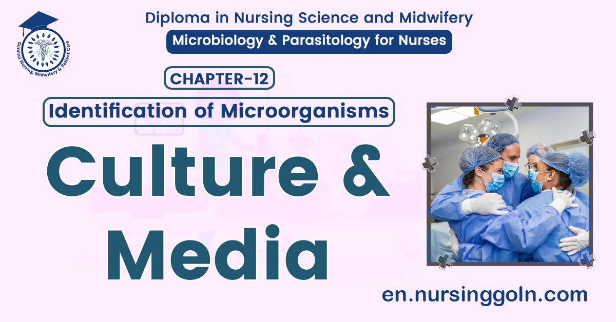 Culture and Media
